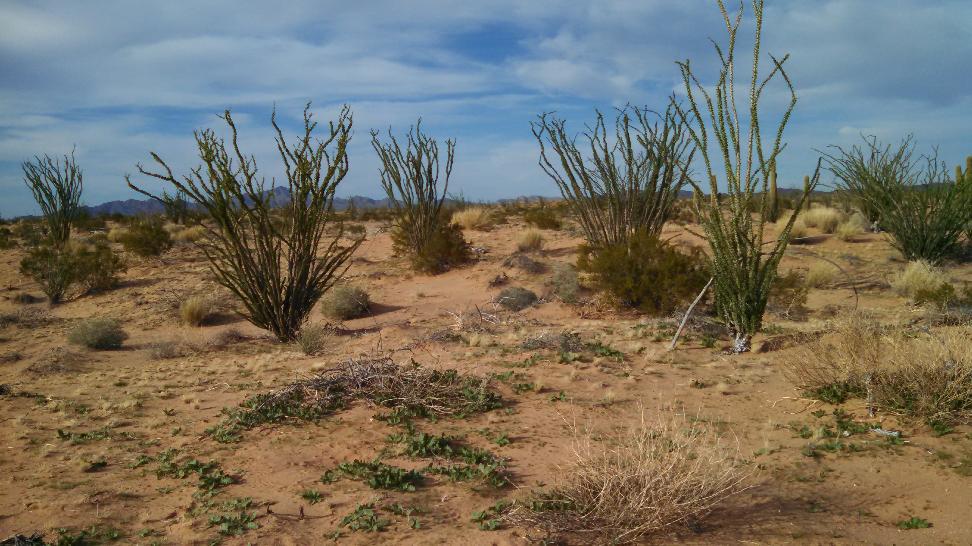 Ocotillo plants on sand dunes